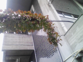 電線にからみつく植物